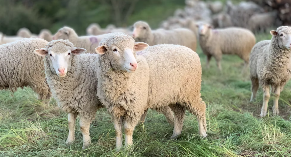 Предупреждение о применении противоядия овцами